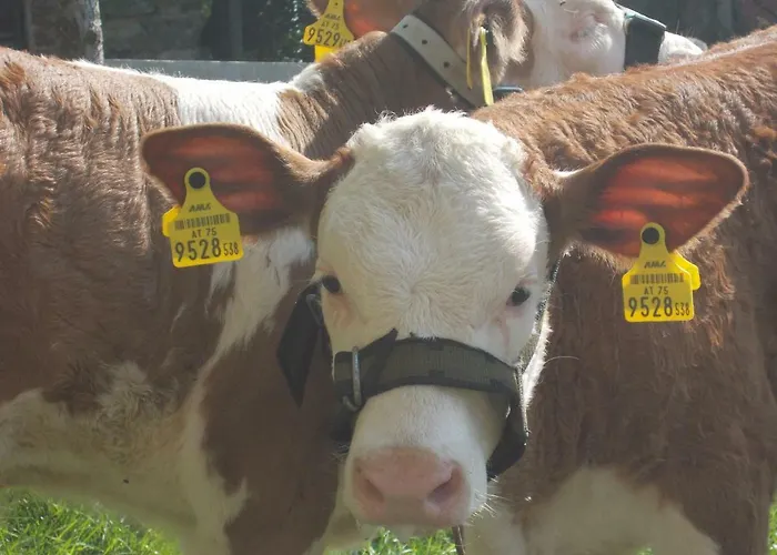 Bauernhof Moadl Weyregg